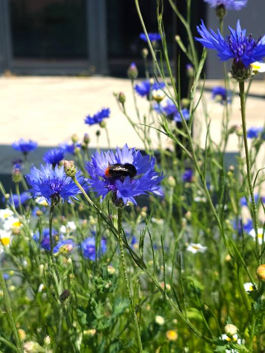 Close-up of a bee sitting on some wild flowers