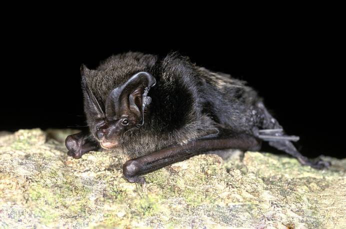 A Barbastelle bat. Poto credit: National Trust/Bat Conservation Trust/Hugh Clark