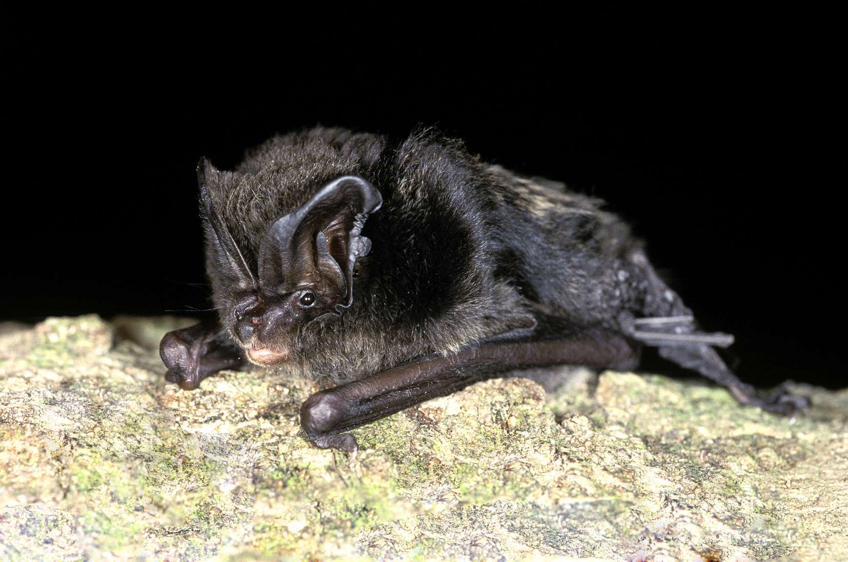 A Barbastelle bat. Poto credit: National Trust/Bat Conservation Trust/Hugh Clark