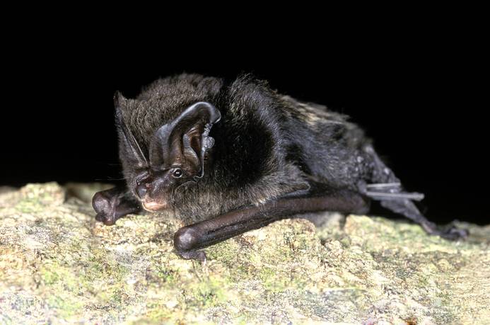 A Barbastelle bat. Poto credit: National Trust/Bat Conservation Trust/Hugh Clark