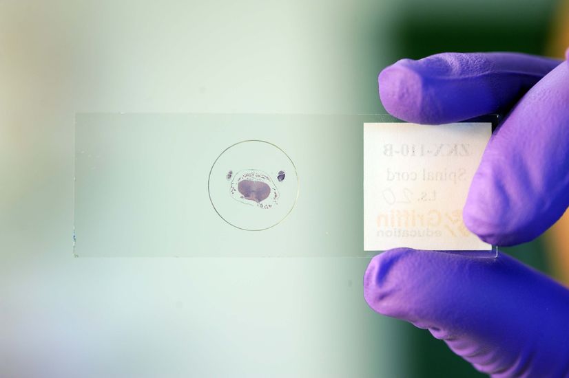 Close-up of someone holding a microscope slide