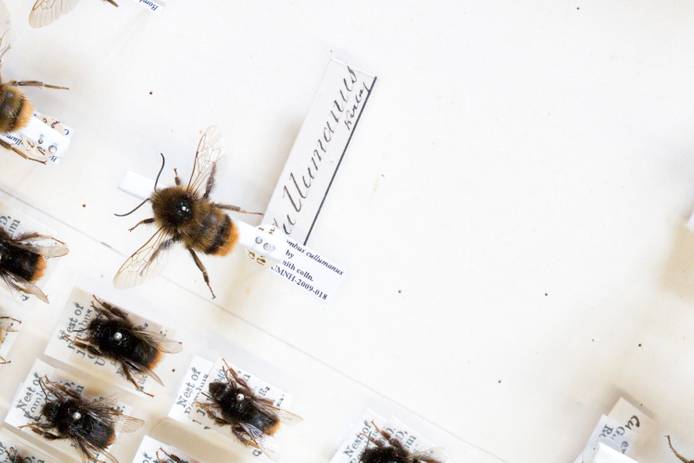 (a) Dorsal image of a pinned specimen