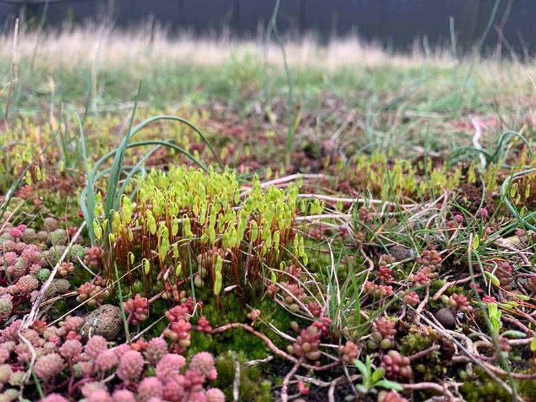 Close-up of grass rooftop