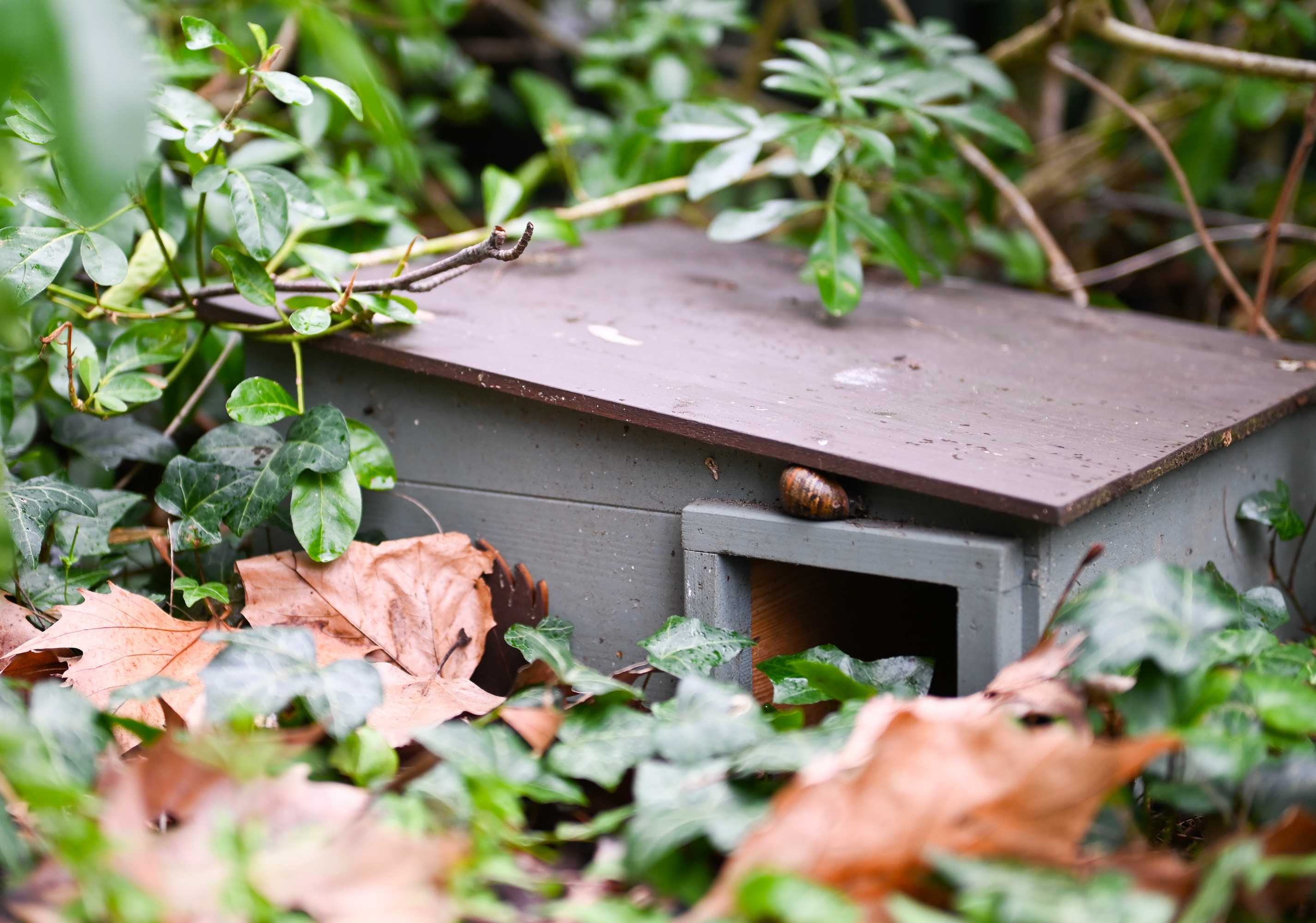 Close-up of a hedgehog house