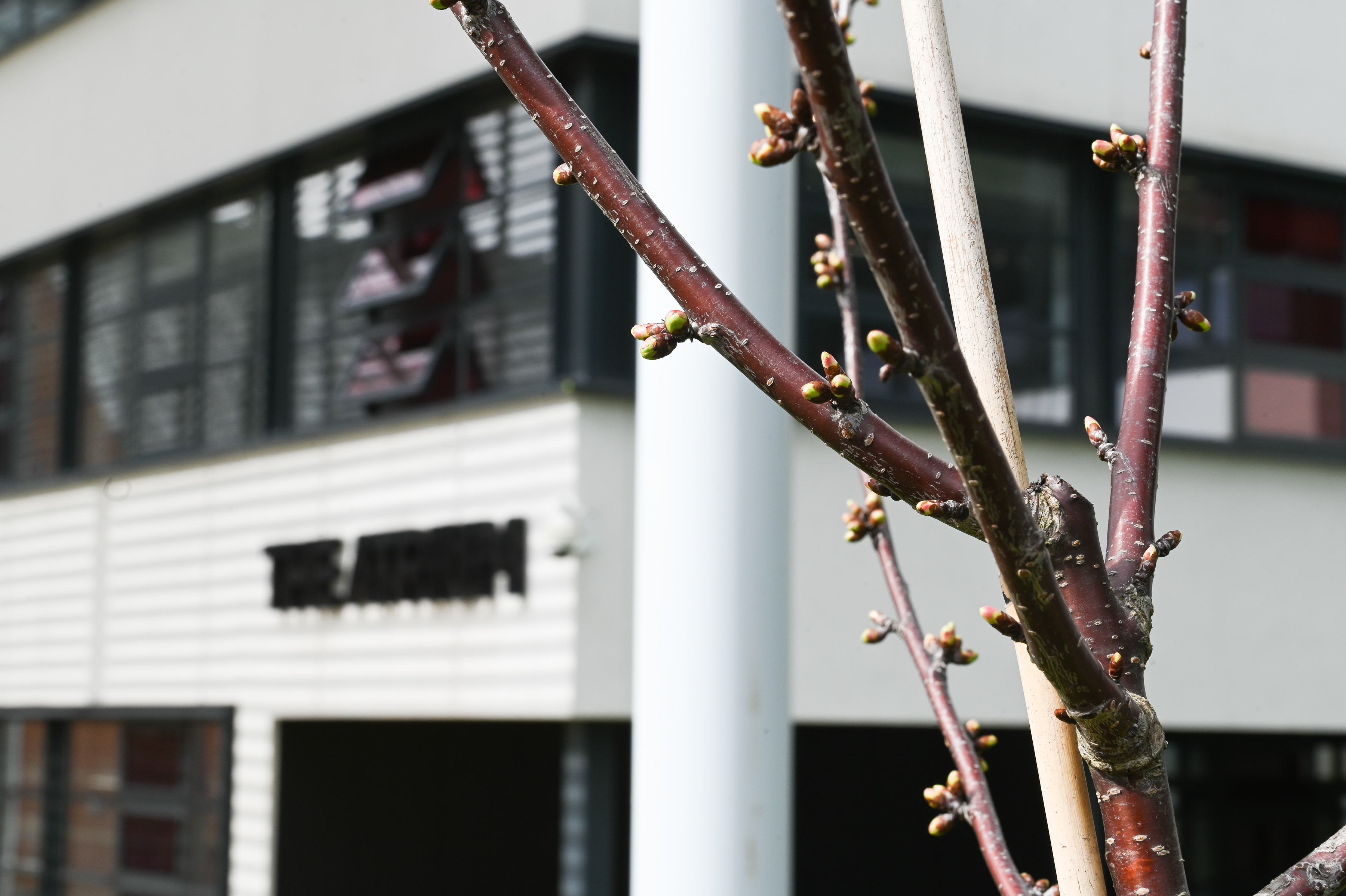 Close-up of tree branches