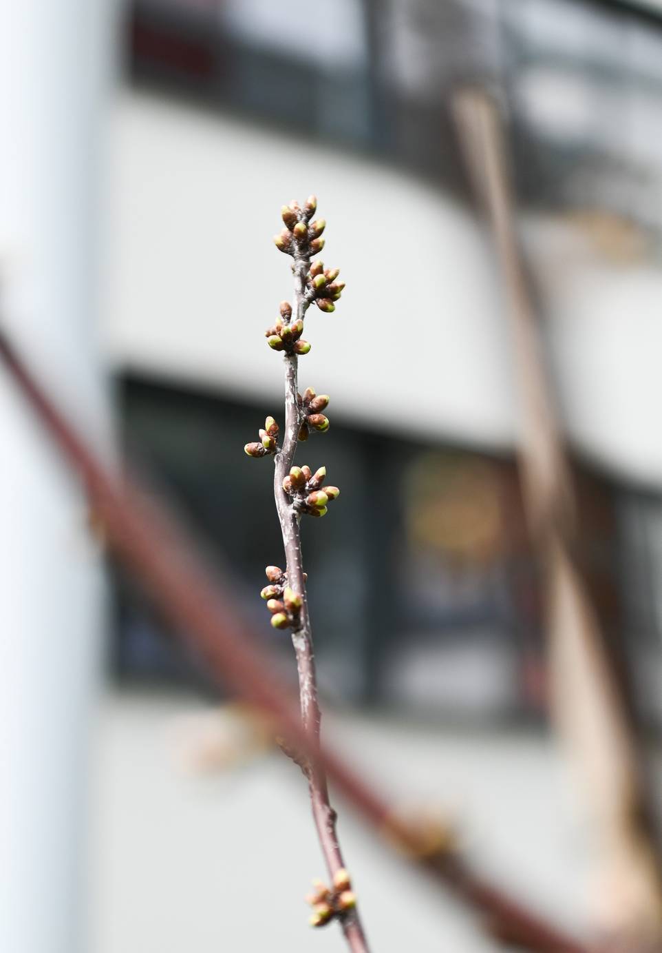Close-up of tree branch