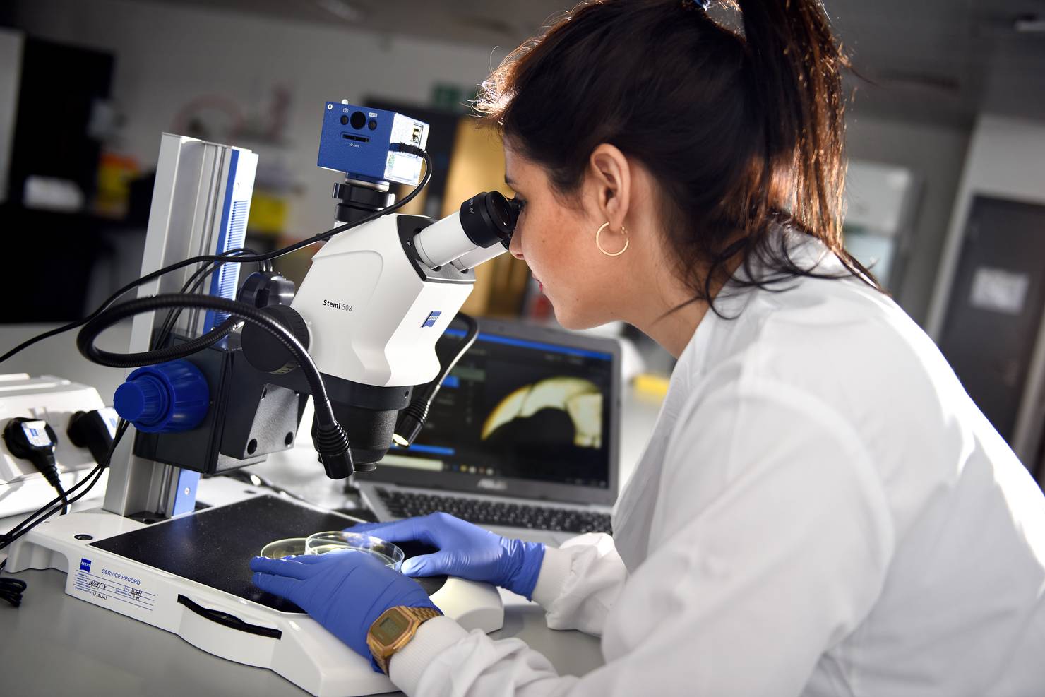 A student using a dissecting microscope